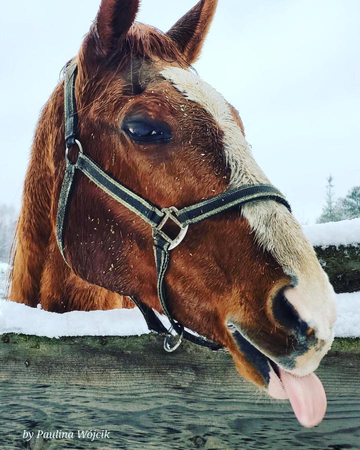 Zajazd Bombonierka Wikno Buitenkant foto